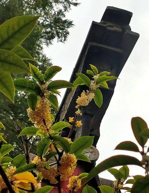 金秋十月桂花香,濟(jì)南哪兒能賞桂 記者探訪