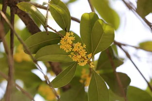 龍游最新版賞桂攻略出爐,錯(cuò)過(guò)再等一年