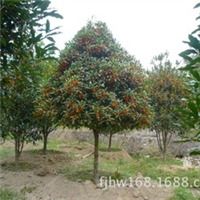 丹桂 金桂 銀桂 四季桂福建黃文武產品供應第3頁