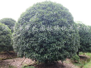 供應精品八月桂 金桂 銀桂 丹桂及四季桂等苗木