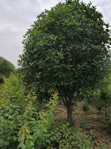 近期金桂7公分和桂花9公分價格