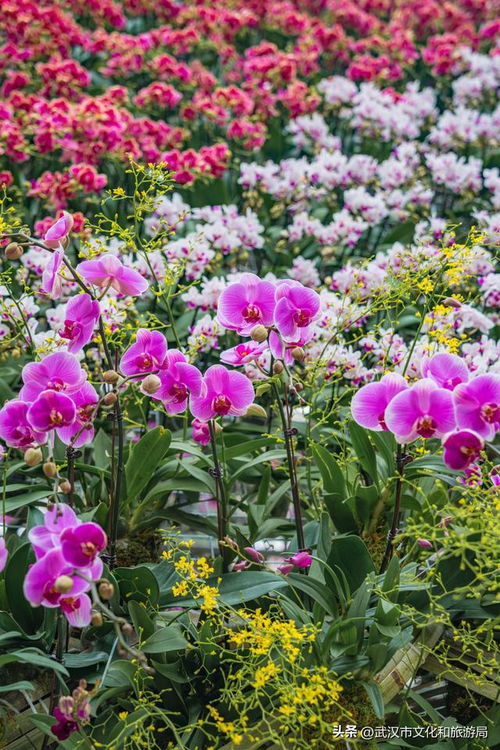 武漢植物園蘭花展來了,藝術花園好逛好拍