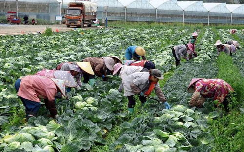 田陽百畝包菜暢銷