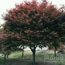 【紅楓樹的報價與供應(yīng)信息9公分粗紅楓樹價格5公分紅楓做風(fēng)景綠化用】- 