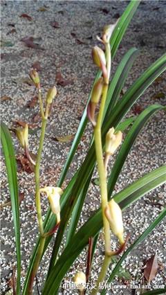 秋高氣爽,蘭桂齊芳