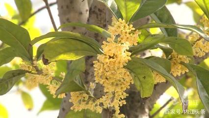 玩轉(zhuǎn)內(nèi)江|甜城秋意濃 幽幽桂花香