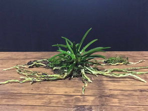 日本盆栽代購,日本盆栽價格,日本二手盆栽,日本盆栽商品購買