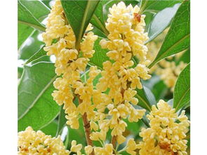 金球桂廠 廣西獨創(chuàng)新穎的金球桂生產(chǎn)基地 桂林綠康綠化苗木基地 金球桂,八月桂,桂花樹,狀元