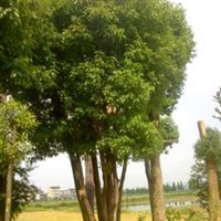 龍游綠球苗木場信息盡在農苗網 第1頁