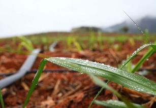 可口可樂中國 從節水出發,筑造蔗田上的幸福