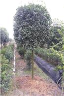 桂花 全球花木網為您提供各地桂花 八月桂 四季桂 金桂 銀桂 丹桂價格信息 屬木犀科 木犀屬植物 枝葉濃綠,姿態優美,花開時芬芳撲鼻,飄香數里,花可食用和提煉香精