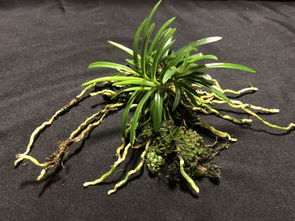 日本盆栽代購,日本盆栽價格,日本二手盆栽,日本盆栽商品購買