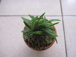 高檔精品風蘭 伊勢矮雞