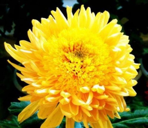 新手養花,不如養盆花中精品 唐宇托桂 ,似金鳳展翅,翱翔天際