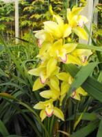 淄博 大花蕙蘭,石斛蘭,文心蘭-淄博沐風蘭桂農業科技