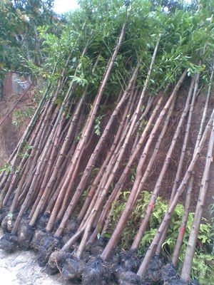 垂葉榕價格表,垂葉榕種植廠家,今日行情價格走勢