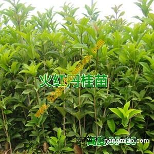 池州桂花苗價格 亳州桂花樹苗批發 池州桂花苗供應