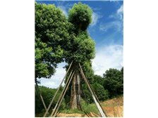 桂林森泉園林綠化產品展示