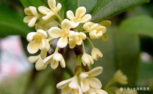 桂花,為中秋而生,從月中而來,清香四溢,黃金燦燦,教你養法 吳剛