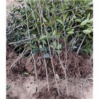 河南紅葉石楠批發 產品信息3