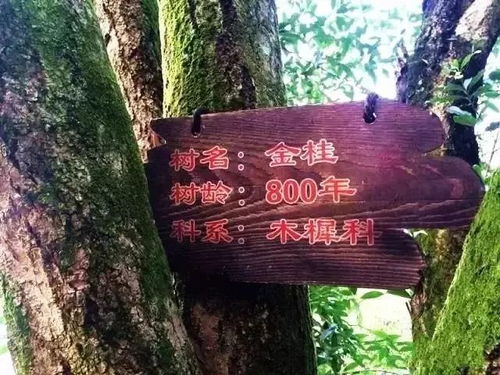 不可錯過的秋意 走,到咸寧沐桂花雨 賞桂花詩