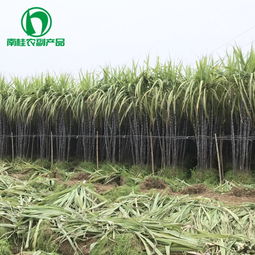 廣西黑皮甘蔗基地 甘蔗批發價格實惠南桂農副產品經營部