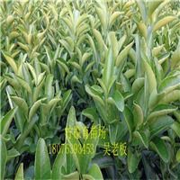 云南芒果苗基地,云南芒果苗,云南批發芒果苗