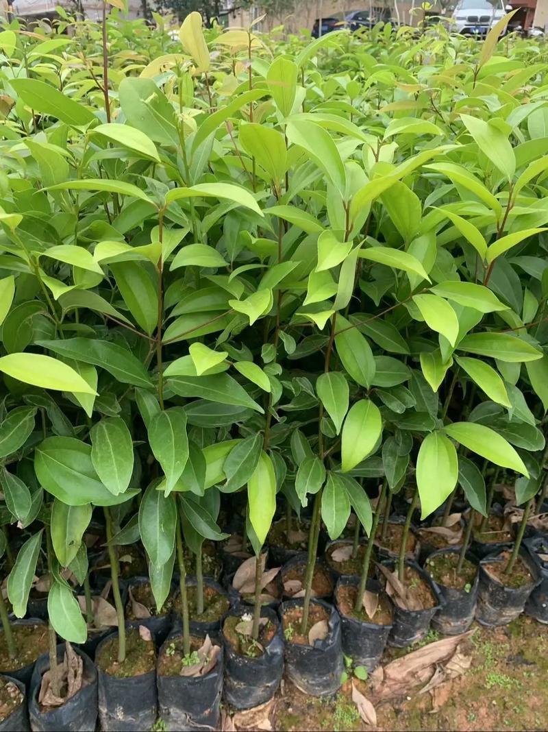 陰香樹苗.又名:天竺桂#綠化苗木 #優質種苗