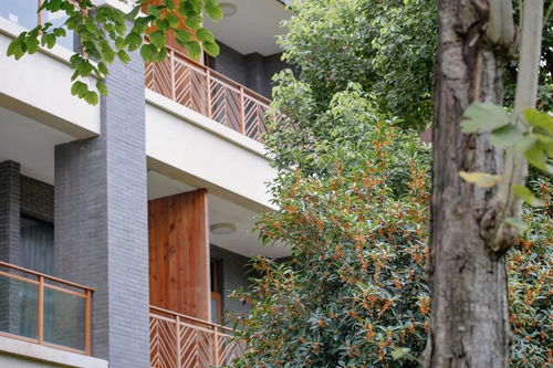 秋天的第一份桂花香已送達 入住安仁沐浴在秋季的天然香氛中