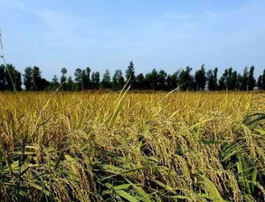 享譽粵桂的富硒米 地理標志產品 東津細米將亮相北京地博會