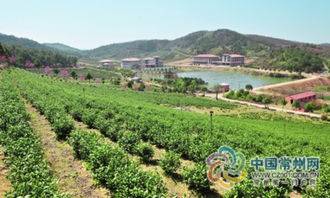 溧陽 世外桃源 茶香飄 新鮮 黃金芽 常州也有