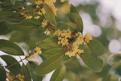 又一頂流 全年只 上線 20天,被咖啡 新茶飲瘋搶