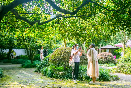 中秋國慶桂花開,杭州滿覺隴路飄香十里,你隔著屏幕都能聞到花香