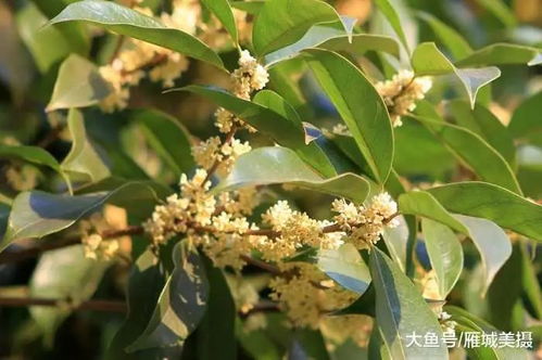 滿城盡飄桂花香 一起去尋覓衡陽那一抹歡度國慶最美 秋色