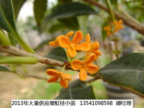 堰虹桂 四川堰虹桂 堰虹桂特價苗 都江堰華德精品堰虹桂基地 13541098598