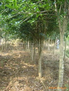 供應,桂花,杜芵,楓香,欒樹,紫薇,指導價 供應,桂花,杜芵,楓香,欒樹,紫薇,廠商 供應,桂花,杜芵,楓香,欒樹,紫薇,廠商 圖 盡在農苗網 楊勝平