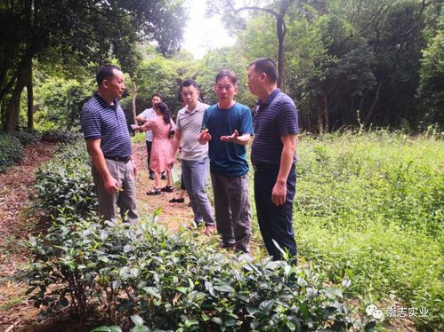 河源市場監督局伍志勇率隊調研考察桂山茶地理標志產品培育工作 茶葉新資源網