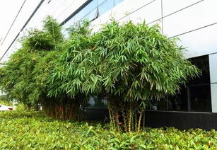 廣汽傳祺 汽車工廠里竟然有個植物園