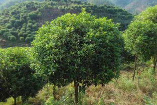 湖北桂花樹市場動(dòng)態(tài) 求購、基地報(bào)價(jià)與沐風(fēng)蘭桂品牌解析