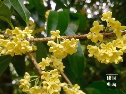 讀賴坊古鎮(zhèn) 沐珍稀鍺溫泉 賞金桂飄香 探閩人之源 上靈臺(tái)朝覲 沐風(fēng)蘭桂