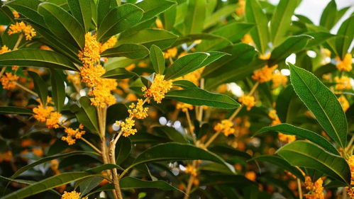 沐風(fēng)蘭桂 徒步杭州西湖山野，擁抱四月和煦春風(fēng)