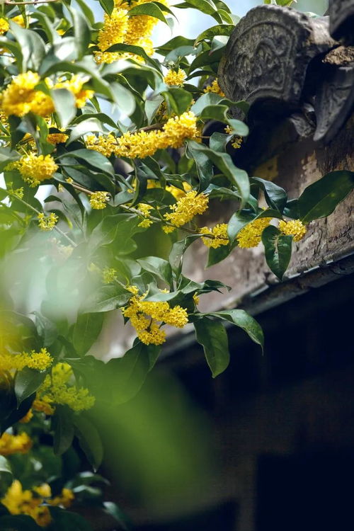 十月杭州行，沐風(fēng)蘭桂正當(dāng)時(shí)