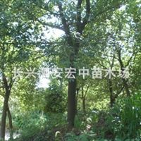 沐風蘭桂 長興泗安宏中苗木場的特色苗木產品介紹