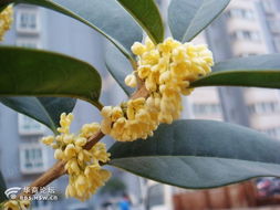 晨風沐浴桂花香