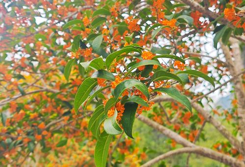 秋冬限定 溫州滿城桂花香 沐風蘭桂