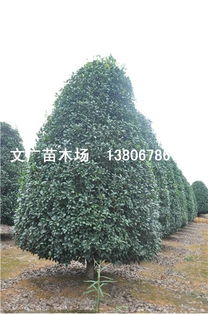 精品桂花供應 多樣品種，品質卓越