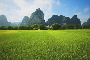 崇左美景登國家特種郵票 沐風蘭桂，驚艷世人