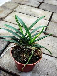 雪山沐風蘭桂 靈韻高雅的精品風蘭