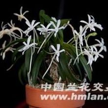 風蘭桂馥 韓國精品風蘭與大波青海品種鑒賞