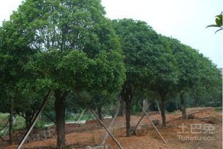 大桂花樹價格表及其深厚價值——沐風蘭桂的芬芳與意義